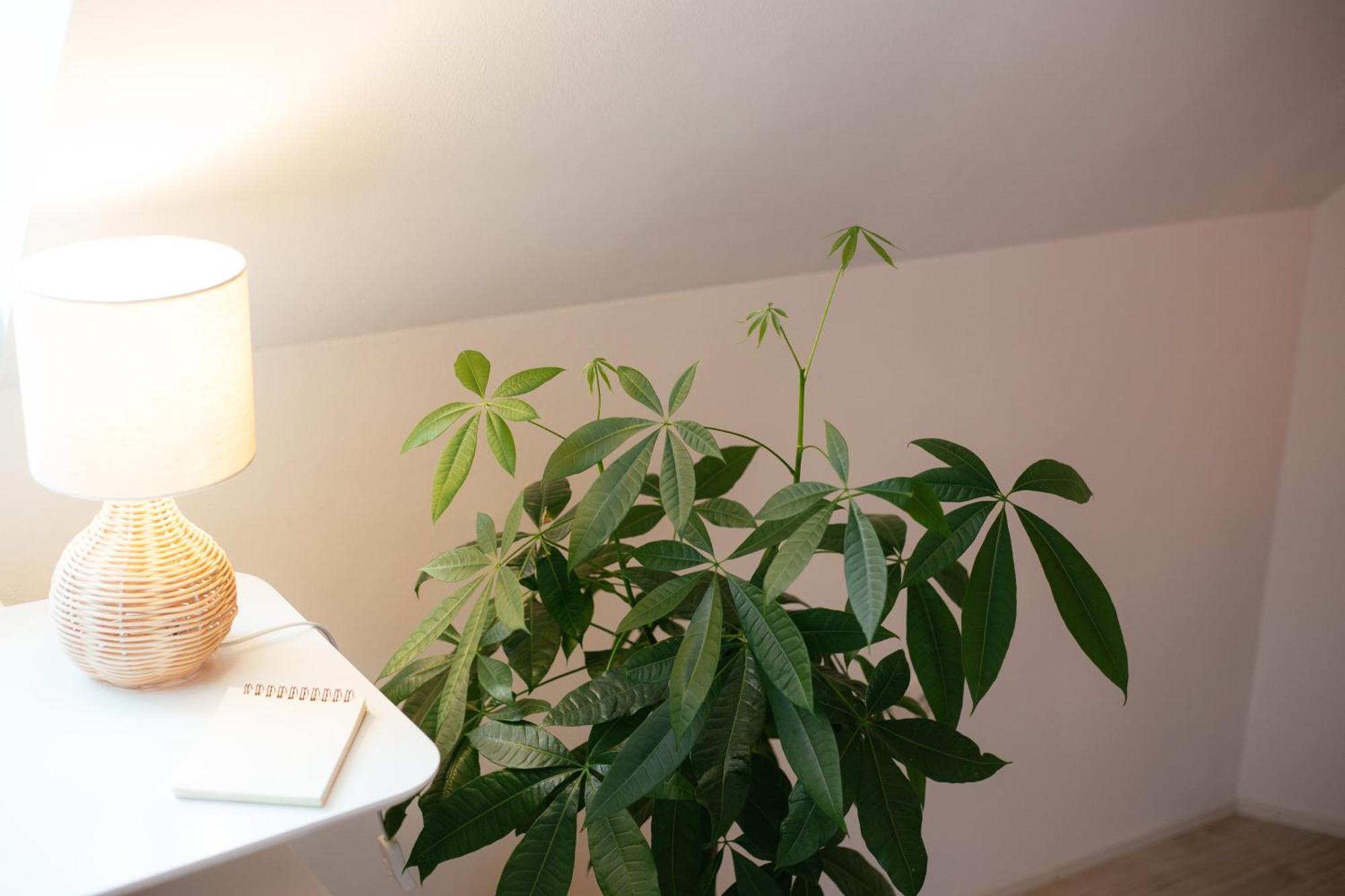 Jama - Altstadt, Wlan, Arbeitsplatz, Modern Boho #3 Wurtzbourg Extérieur photo